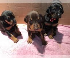 We have this pretty chocolate and tan boy left for sale. View Ad Doberman Pinscher Litter Of Puppies For Sale Near California San Diego Usa Adn 200661