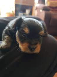 Check out our related subreddits. Yorkshire Terrier Puppies For Sale Belton Tx 317956