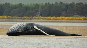 body of humpback whale washes up on