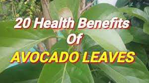 20 health benefits of avocado leaves