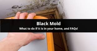 What To Do If You Have Black Mold In