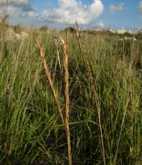 Andropogon distachyos (Bluestem Grass) : MaltaWildPlants.com ...