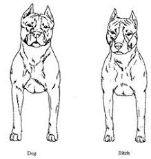 American Staffordshire Terrier Body Types American