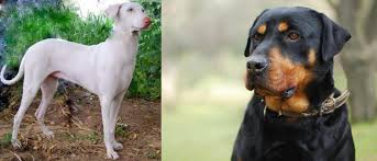 Rajapalayam Vs Rottweiler Breed Comparison Mydogbreeds