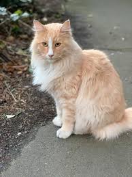 The most common 2020 cat calendar material is cotton. Mittens Cat Wikipedia