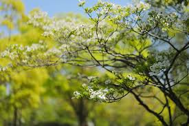There different varieties and cultivars to choose from, some with drooping habit and fuller flowers. Dogwood Trees Native To Illinois Hendricksen Tree Care Services