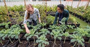 Rooftop Farm Provides Nutritious Food