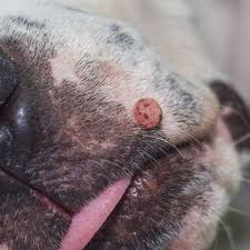 dog lips with pink or red spots