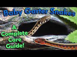 how to care for baby garter snakes