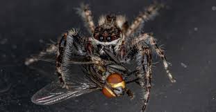 Garden Spiders In Texas 29 Common