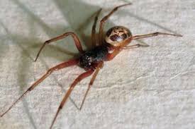 How To Spot False Widow Spiders What To Do If The False