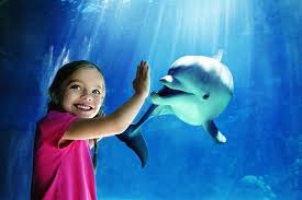 Book seaworld san diego tickets here and enter one of the biggest underwater world that holds a myriad of the amazing sea animals plus thrilling attractions! Skip The Line Seaworld San Diego Admission Ticket 2021