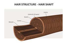 hair texture porosity density hair