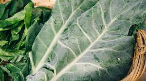 cold weather crops which vegetables