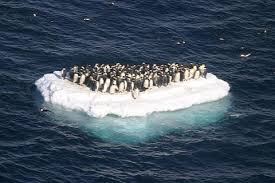Global Warming Effects on Animals