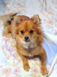 Pomchi Pomeranian Chihuahua Mix Info Temperament Puppies