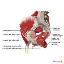 The anterior muscles posteriorly tilt the pelvis, the posterior muscles anteriorly tilt the pelvis, the muscles on the right note: Anatomy Of The Pelvic Girdle Physiopedia