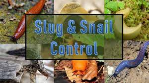 slugs and snails in the garden