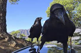 How much do you make off of hubpages? Do Ravens Make Good Pets Petset Com