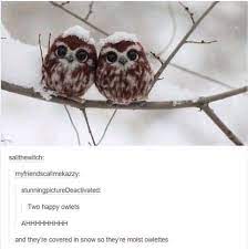 Moist owlet