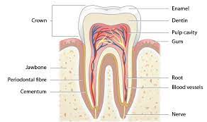 Tooth Pain Due To Cold Weather gambar png