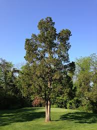 Juniperus Virginiana Wikipedia