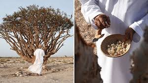 Frankincense: I uncovered the story behind the traditional Christmas scent  on a trip to Oman | Euronews