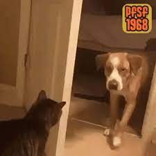 Cat Dog Gif Cat Dog Go Out Discover