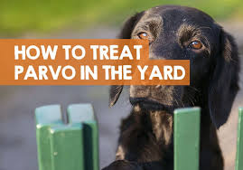 how to treat your yard for parvo get