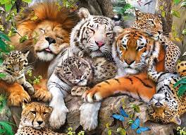 Big Cats Leopard Cheetah Big Cat
