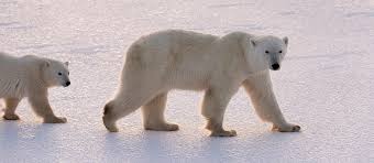 Polar Bear Status And Population Wwf Arctic