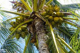 coconut palm gardening solutions