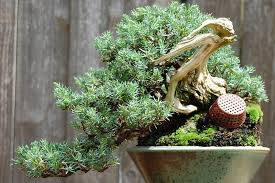 blue pacific juniper bonsai unveiling