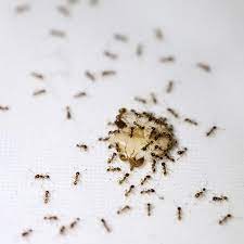 why are there ants in my house komo