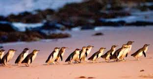 penguin parade phillip island book