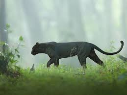 Kabini Black Panther| 'Aila, Humara Bagheera': Viral photos of black panther  from Kabini forest mesmerizes netizens | Trending & Viral News