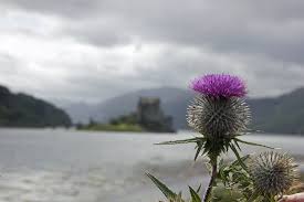 the scottish thistle why it s the