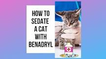 how-do-you-sedate-a-cat-with-benadryl-at-home