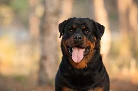 are rottweilers hypoallergenic