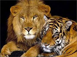 lions vs tigers real king of beasts