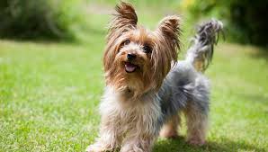 yorkshire terrier dog breed profile
