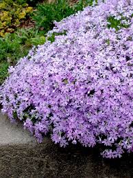 25 Low Maintenance Groundcover Plants