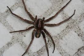 Tropical Wandering Spider Ctenus Hibernalis Bugguide Net