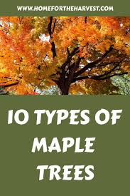 10 types of maple trees a journey