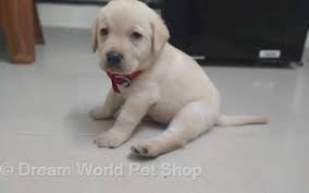 See more ideas about adoption, labrador retriever puppies, puppies. Dream World Pet Shop In Kamothe Mumbai 410209 Sulekha Mumbai