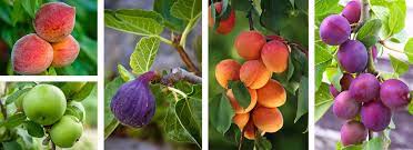 tools for deciduous fruit trees