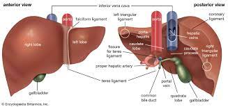 Liver | anatomy | Britannica