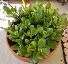 Harsh light can scorch young, immature plants or cause the leaves on older ones to turn red. Jade Plant Crassula Ovata Care Propagation Types And More Succulent Plant Care