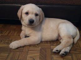 Adopt a gentle & loving yellow lab the labrador retriever is sweet, gentle and loving. Yellow Lab Puppies Forsale Michigan