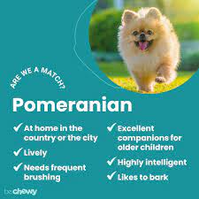 pomeranian dog breed characteristics